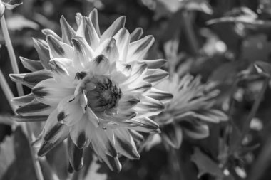 Alman bahçesindeki yıldız çiçekleri