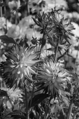 Alman bahçesindeki yıldız çiçekleri