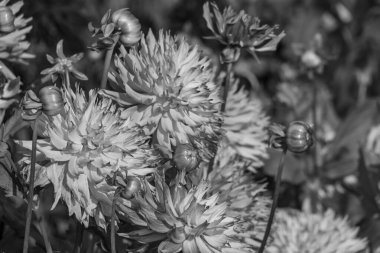 Alman bahçesindeki yıldız çiçekleri