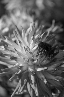 Alman bahçesindeki yıldız çiçekleri