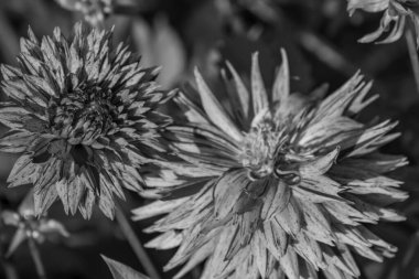 Alman bahçesindeki yıldız çiçekleri