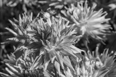 Alman bahçesindeki yıldız çiçekleri