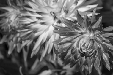 Alman bahçesindeki yıldız çiçekleri