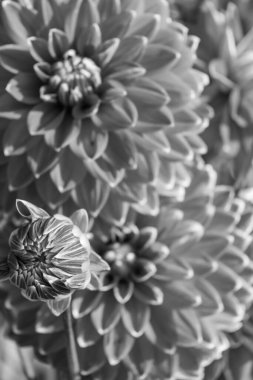 Alman bahçesindeki yıldız çiçekleri