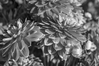 Alman bahçesindeki yıldız çiçekleri