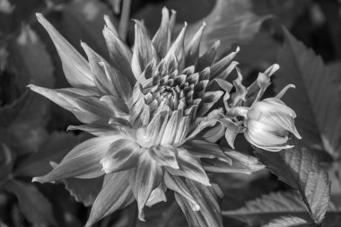 Alman bahçesindeki yıldız çiçekleri