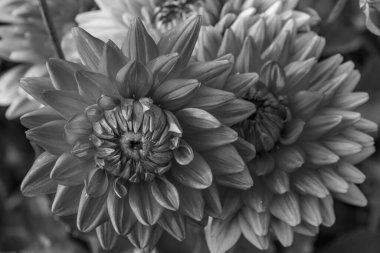 Alman bahçesindeki yıldız çiçekleri