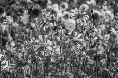 Yazın Westphalia 'da çok yıldız çiçeği olur.