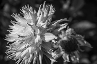 Yazın Westphalia 'da çok yıldız çiçeği olur.