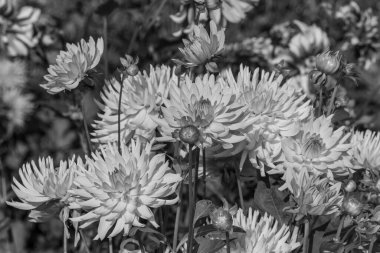 Yazın Westphalia 'da çok yıldız çiçeği olur.