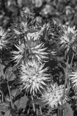 Yazın Westphalia 'da çok yıldız çiçeği olur.