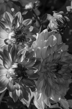 Yazın Westphalia 'da çok yıldız çiçeği olur.