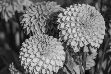 Yazın Westphalia 'da çok yıldız çiçeği olur.