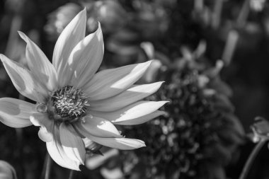 Yazın Westphalia 'da çok yıldız çiçeği olur.