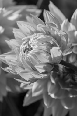 Yazın Westphalia 'da çok yıldız çiçeği olur.