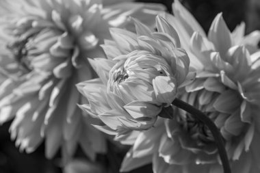 Yazın Westphalia 'da çok yıldız çiçeği olur.