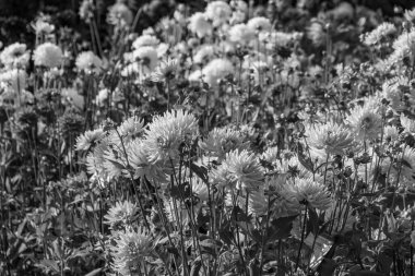 Yazın Westphalia 'da çok yıldız çiçeği olur.