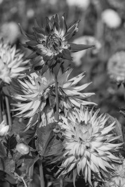 Yazın Westphalia 'da çok yıldız çiçeği olur.