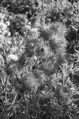 Yazın Westphalia 'da çok yıldız çiçeği olur.