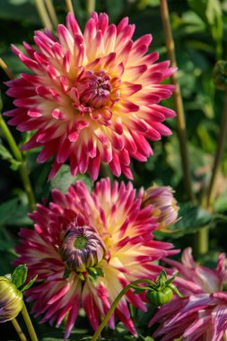 Yazın Westphalia 'da çok yıldız çiçeği olur.