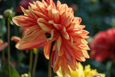 Yazın Westphalia 'da çok yıldız çiçeği olur.