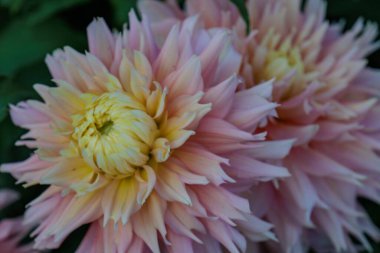 Yazın Westphalia 'da çok yıldız çiçeği olur.