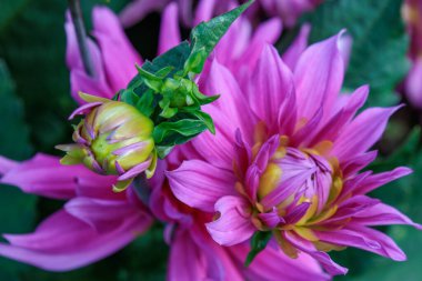 Yazın Westphalia 'da çok yıldız çiçeği olur.