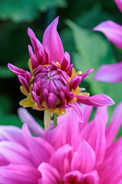 Yazın Westphalia 'da çok yıldız çiçeği olur.