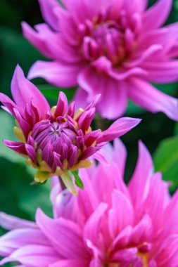 Yazın Westphalia 'da çok yıldız çiçeği olur.