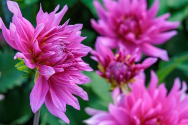 Yazın Westphalia 'da çok yıldız çiçeği olur.