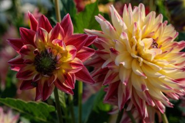 Yazın Westphalia 'da çok yıldız çiçeği olur.