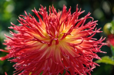 Yazın Westphalia 'da çok yıldız çiçeği olur.