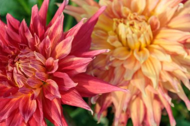 Yazın Westphalia 'da çok yıldız çiçeği olur.