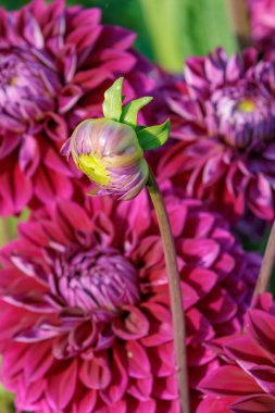 Yazın Westphalia 'da çok yıldız çiçeği olur.