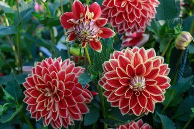 Yazın Westphalia 'da çok yıldız çiçeği olur.