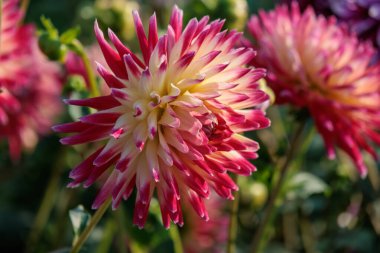 Yazın Westphalia 'da çok yıldız çiçeği olur.