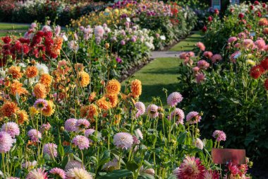 Yazın Westphalia 'da çok yıldız çiçeği olur.