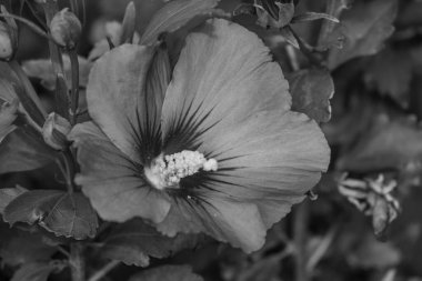 Alman Muensterland 'inde bir bahçede yaz zamanı