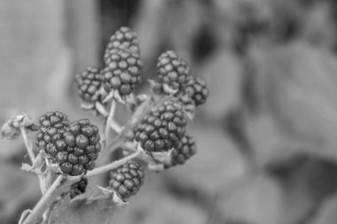 Alman Muensterland 'inde bir bahçede yaz zamanı