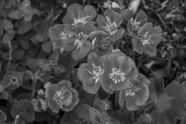 Alman Muensterland 'inde bir bahçede yaz zamanı