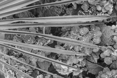 Alman Muensterland 'inde bir bahçede yaz zamanı