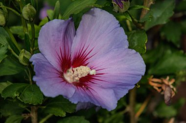 Alman Muensterland 'inde bir bahçede yaz zamanı