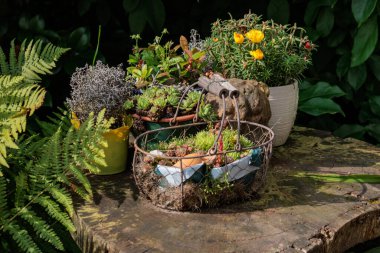 Alman Muensterland 'inde bir bahçede yaz zamanı