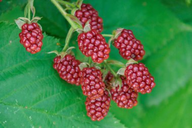 Alman Muensterland 'inde bir bahçede yaz zamanı