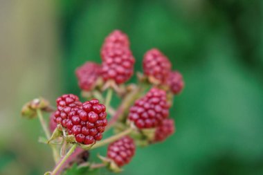 Alman Muensterland 'inde bir bahçede yaz zamanı