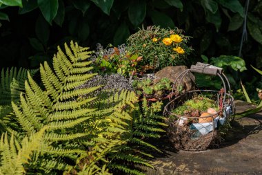 Alman Muensterland 'inde bir bahçede yaz zamanı