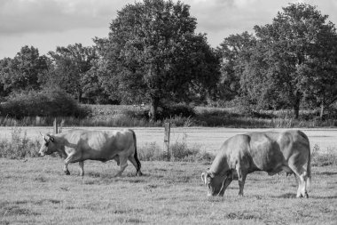 Alman muensterland 'inde bir tarlada inekler