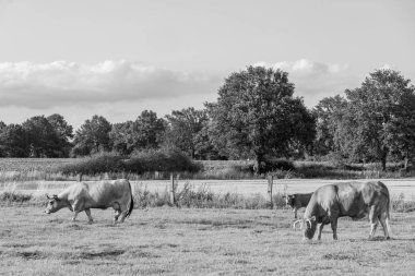 Alman muensterland 'inde bir tarlada inekler