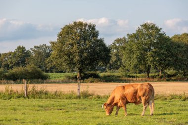 Alman muensterland 'inde bir tarlada inekler