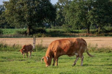 Alman muensterland 'inde bir tarlada inekler